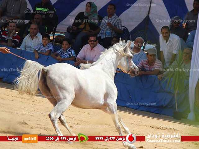 محافظ الشرقية ينفى تحديد موعد مهرجان الخيول العربية بالمحافظة 1 63