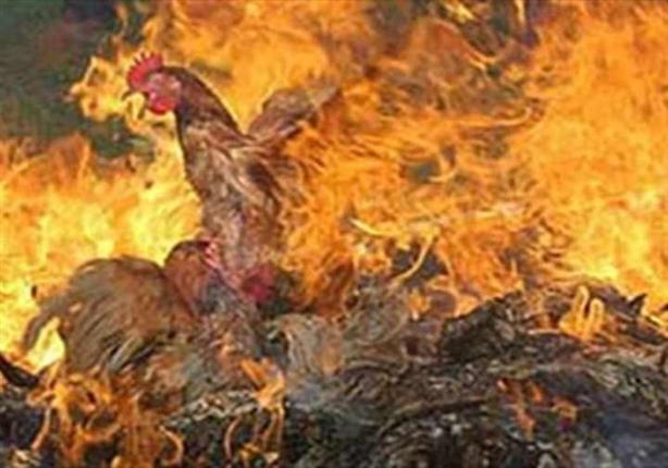 حريق هائل بمزرعة دواجن يلتهم 300 دجاجة بمنيا القمح
