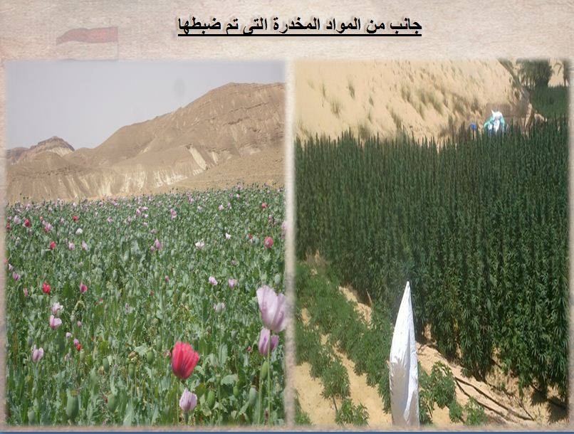 بالصور .. تقرير المتحدث العسكري عن جهود قوات حرس الحدود خلال عام 2015 2 1242_762747160522935_1774647682905067313_n