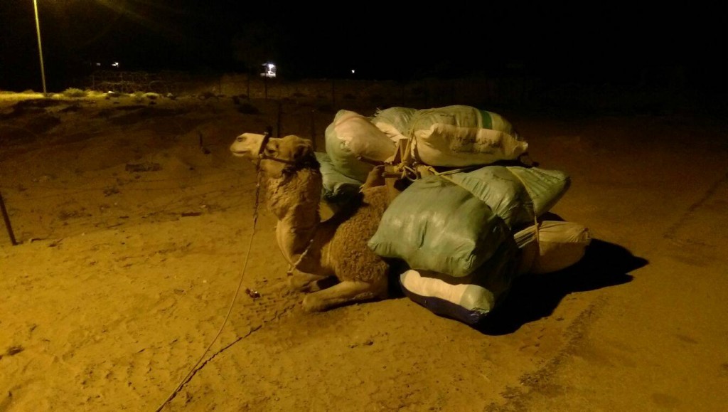 ضبط 4 طن بانجو و 294 طلقة نارية وتفجير عبوتين ناسفتين بسيناء 5 ضبط 3.8طن بانجو و294طلقة نارية وتفجير عبوتين ناسفتين بسيناء (1)