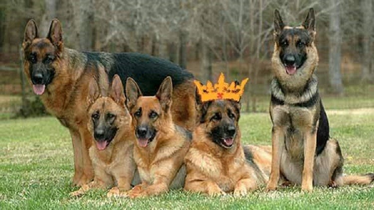 ملك جمال الكلاب