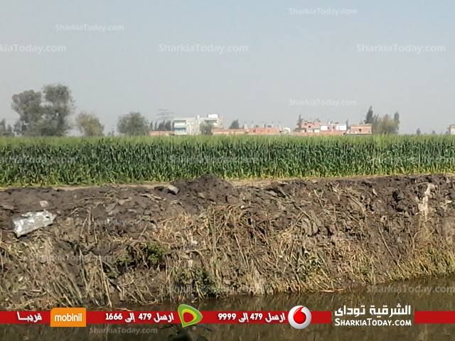نقص المياه يهدد محصول القمح بالبوار بقرية كفر شنودة بكفر صقر (2)