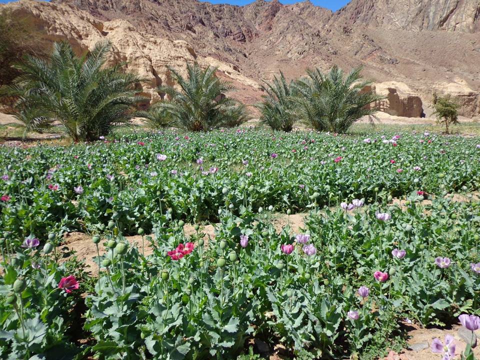 بالصور.. القوات المسلحة تضبط أكثر من مائة مزرعة خشخاش مخدر 1 12592620_806525029478481_2982122911894316080_n