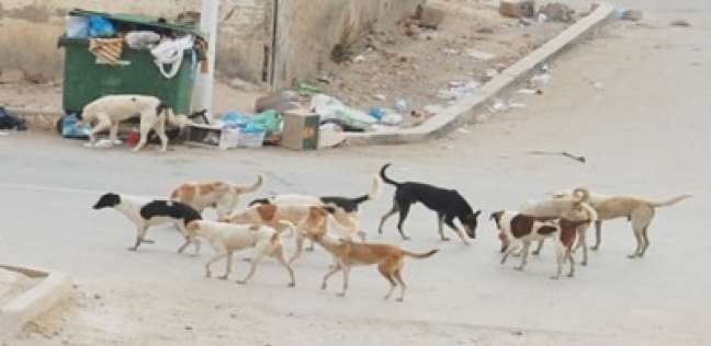 حيوانات الشارع