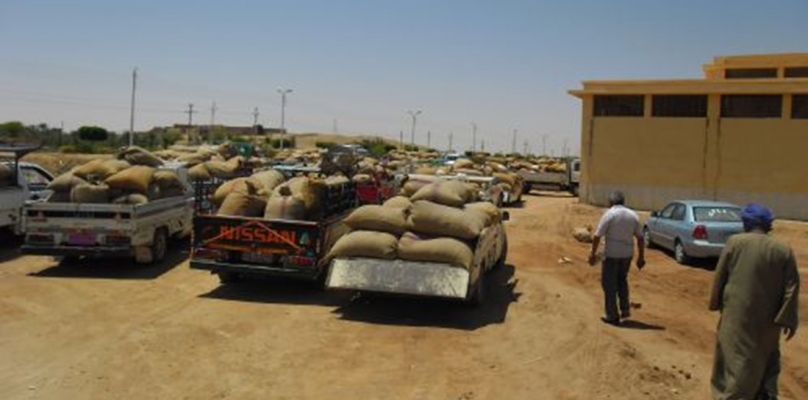 ضبط أمين شونة لاتهامه بالتلاعب في كميات القمح الموردة بطريق الزقازيق - ديرب نجم 1 شرقية