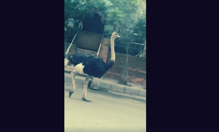 نعامة تتجول في شوارع فيصل