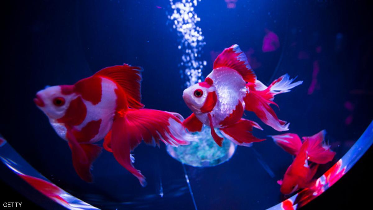 حتى الأسماك تميز وجوه البشر 1 TOKYO, JAPAN - JULY 07: Goldfish swim in a tank at the "Art Aquarium 2016" exhibition at the Nihonbashi Mitsui Hall on July 7, 2016 in Tokyo, Japan. At the exhibition housing about 8000 goldfish, the aquarium artist Hidetomo Kimura creates a space where the visitors can time-travel to the Edo period of Tokyo, where the culture of admiring goldfish was born. (Photo by Tomohiro Ohsumi/Getty Images)