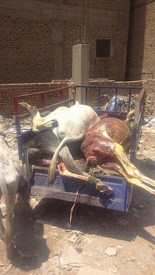 حبس جزار «الحمير» بالقنايات 1 13873246_10153703903171752_3468280516963825957_n