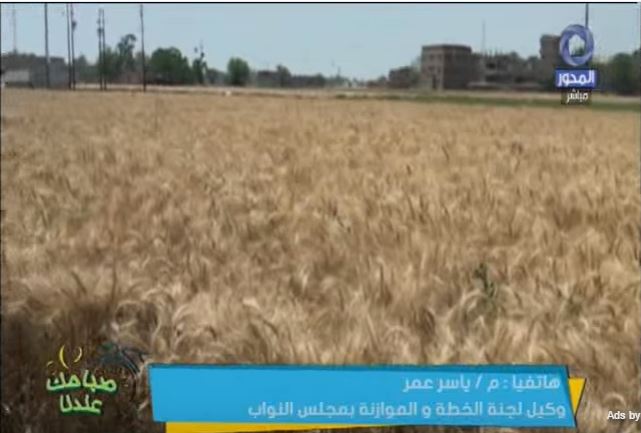 5 مليار جنيه فساد في القمح