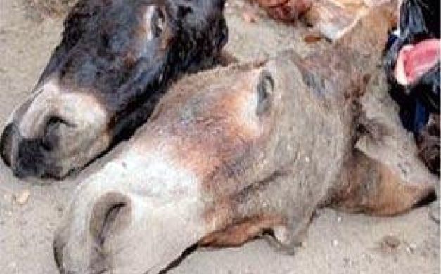 أهالي قرية بالشرقية يتحفظون على شخصين أثناء ذبحهما حمارين 1 772655362