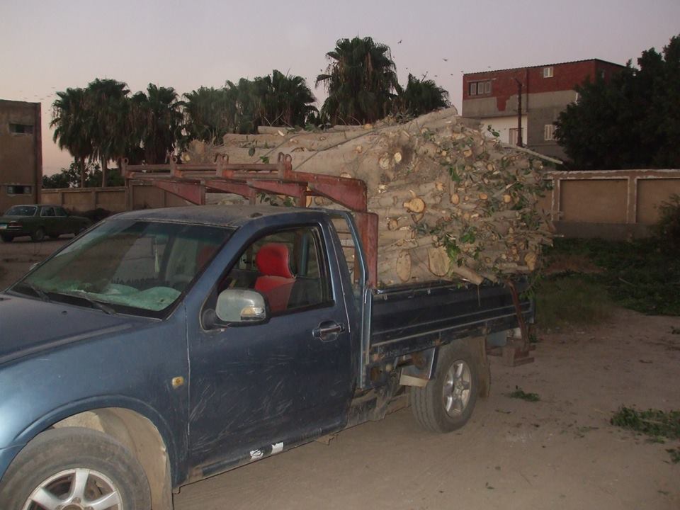 التحقيق في واقعة ضبط سيارة محملة بالأشجار داخل وحدة صحية بالصالحية الجديدة 12 التحقيق في واقعة ضبط سيارة محملة بالأشجار داخل وحدة صحية بالصالحية الجديدة