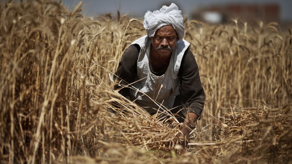 وقف صرف القمح لمطاحن القطاع الخاص بدءا من الغد