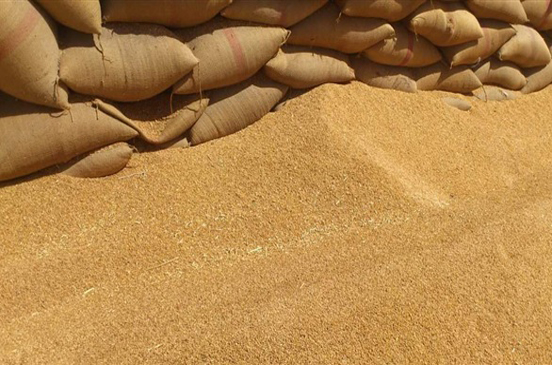 شحنات القمح المصابة بـ«الإرجوت» لم تدخل مصر حتى الآن