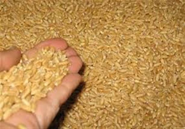 الزراعة قرار منع دخول قمح مصاب بـالإرجوت نهائي ولا رجعة فيه