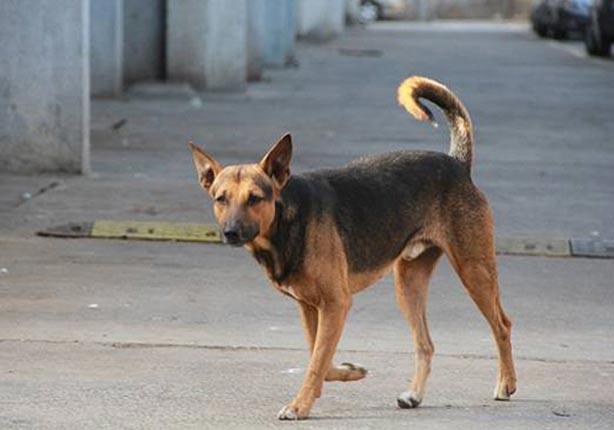 الصحة تكشف تفاصيل الحيوان المجهول الذي عقر الأطفال بزفتى 19 الصحة تكشف تفاصيل الحيوان المجهول الذي عقر الأطفال بزفتى