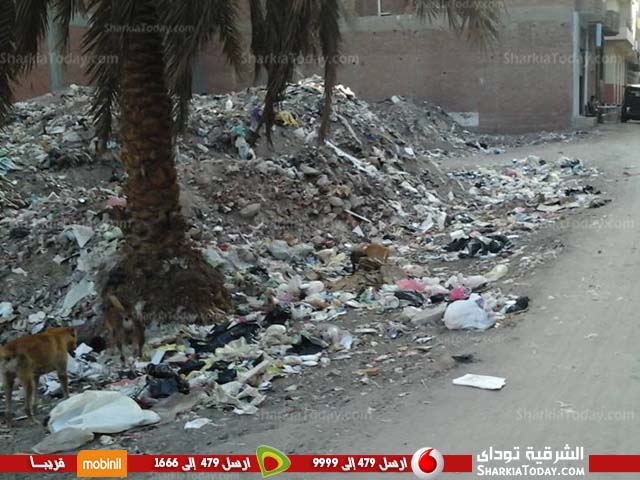 انتشار القمامة خلف مجلس مدينة ديرب نجم 1 انتشار القمامة خلف مجللس مدينة ديرب نجم