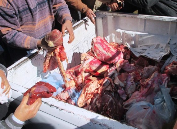 ضبط لحوم فاسدة داخل محل مشويات في منيا القمح 1 لحوم فاسدة