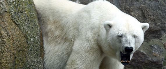 The polar bear Katjuscha is pictured on August 18, 2016 at Berlin zoo. / AFP / dpa / Maurizio Gambarini / Germany OUT (Photo credit should read MAURIZIO GAMBARINI/AFP/Getty Images)