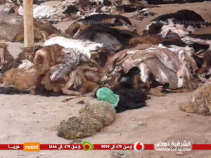 قرية «السماعنة» بفاقوس تنظم مزاد خيري لبيع جلود الأضاحي 1 123