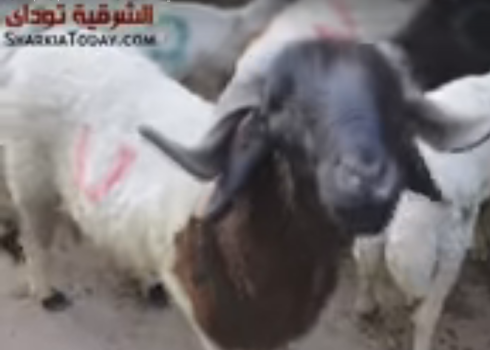 أضاحي العيد