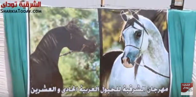 محافظ الشرقية مهرجان الخيول بداية للسياحة