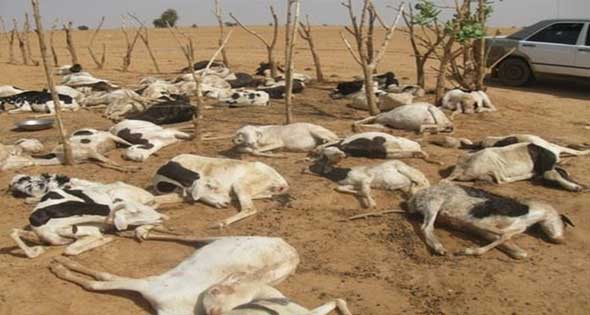 نفوق 12 رأس ماشية وحصان فى حريق حظيرة مواشى فى الشرقية