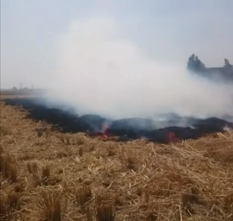 حرق قش الأرز في وضح النهار بأبو حماد وغياب المسئولين 2 capture