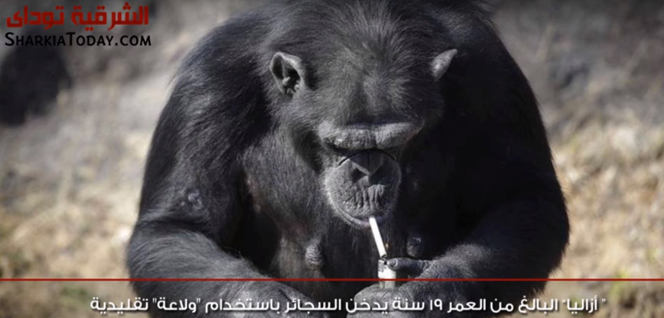 شمبانزي تدخن علبة سجاير يوميا