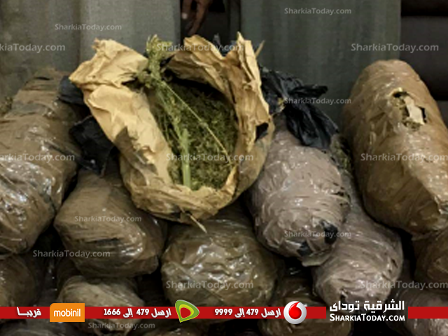 ضبط أبو شهاب ومزارع بحوزتهم 15 لفافة بانجو تزن 50 كيلو جرام بانجو 1 %d9%85%d8%b6%d8%a8%d9%88%d8%b7%d8%a7%d8%aa-2