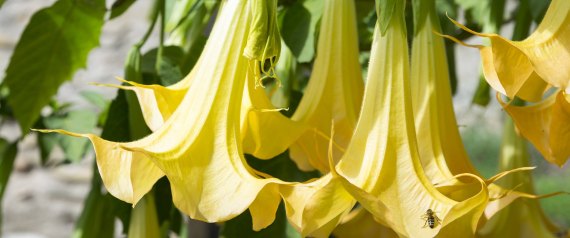 CORFU - OCTOBER 04: Angel's Trumpet flowers, Brugmansia Angel Trumpets, dramatic shape exotic vibrant yellow flowering shrub, Corfu, , Greece (Photo by Tim Graham/Getty Images)