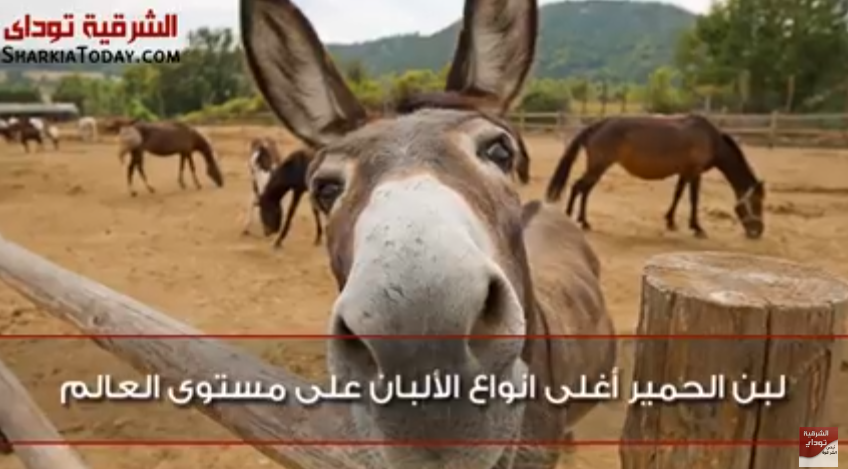 شوف فوائد لبن الحمير