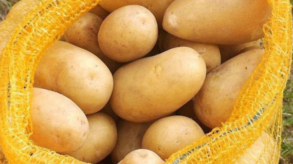 البطاطس