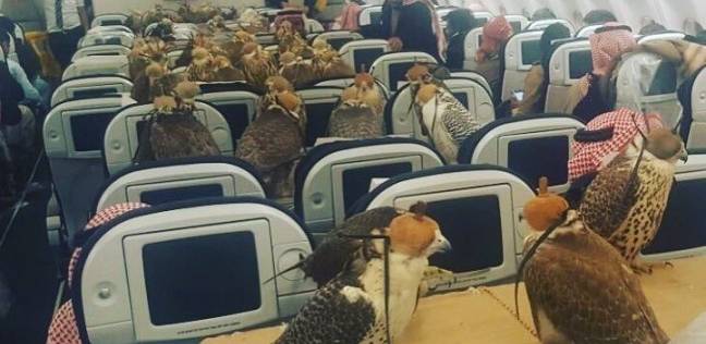 صقور