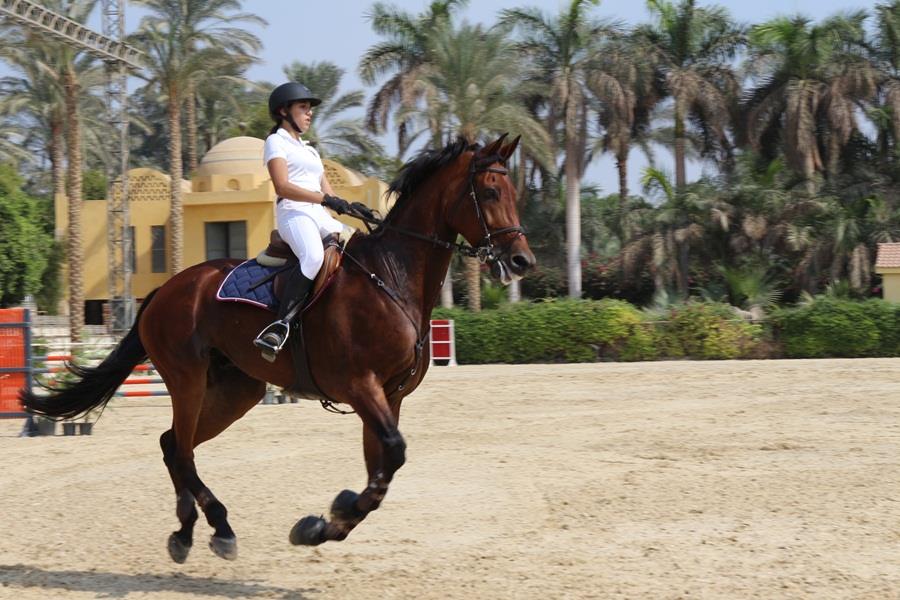 «الزراعة» تفتح الباب لمربي الخيول لتقديم طلبات التصدير للخارج
