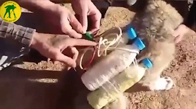 بالفيديو.. «الكلاب المفخخة» وسيلة داعش الجديدة لتنفيذ هجمات بالعراق 1 «الكلاب المفخخة» وسيلة داعش الجديدة لتنفيذ هجمات بالعراق