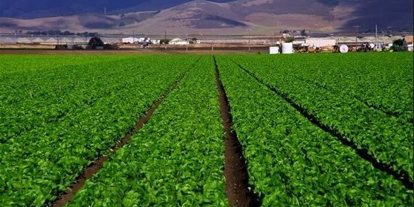 قرعة علنية لطرح 500 فدان بمشروع الشباب خلال 10 أيام 2 الريف المصري