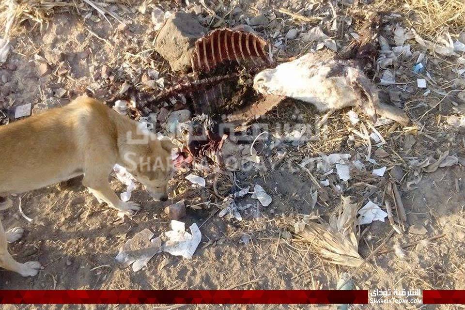 العثور على هيكل حمار مذبوح بقرية «أبو النور» بأبوحماد 5 العثور على هيكل حمار مذبوح بقرية «أبو النور» بأبوحماد 1