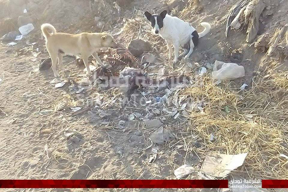 العثور على هيكل حمار مذبوح بقرية «أبو النور» بأبوحماد 2 العثور على هيكل حمار مذبوح بقرية «أبو النور» بأبوحماد 2