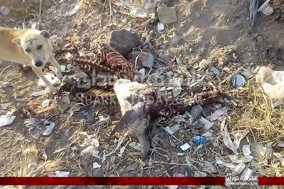 العثور على هيكل حمار مذبوح بقرية «أبو النور» بأبوحماد 3 العثور على هيكل حمار مذبوح بقرية «أبو النور» بأبوحماد 3