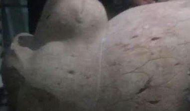 فلاح يعثر على كنز أثري ثمين في مجرى مياه ري بمركز منشأة أبوغمر