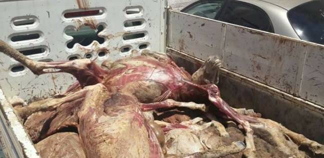 ضبط هارب من حكم مؤبد لذبحه حمير والإتجار بلحومها بأبوكبير 1 نيابة أبوحماد تقرر حبس 3 أشخاص 24 ساعة في واقعة ذبح حمير بقرية «العباسة»