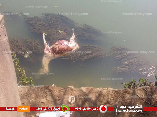 العثور على حمار مذبوح في بحر مويس بالزقازيق 1 الحمار