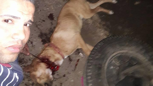 الشرطة تبحث عن شاب ذبح كلباً ونشر صوره على «فيسبوك» 3 الشرطة تبحث عن شاب ذبح كلباً ونشر صوره على «فيسبوك»