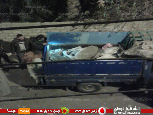 ضبط سيارة محملة بحمير ميته فجراً بديرب نجم 1 ديرب