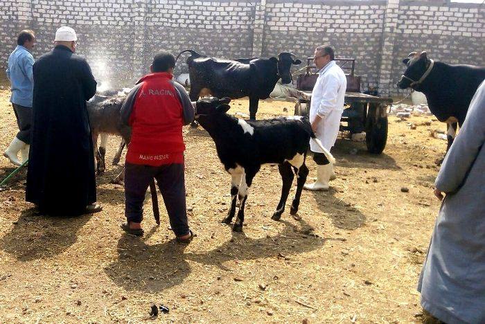 تحصين 101 ألف و750 حيوان للوقاية من أمراض الحمى القلاعية بالشرقية 1 ندوات إرشادية لأصحاب المزارع والمربين للحفاظ على الثروة الحيوانية