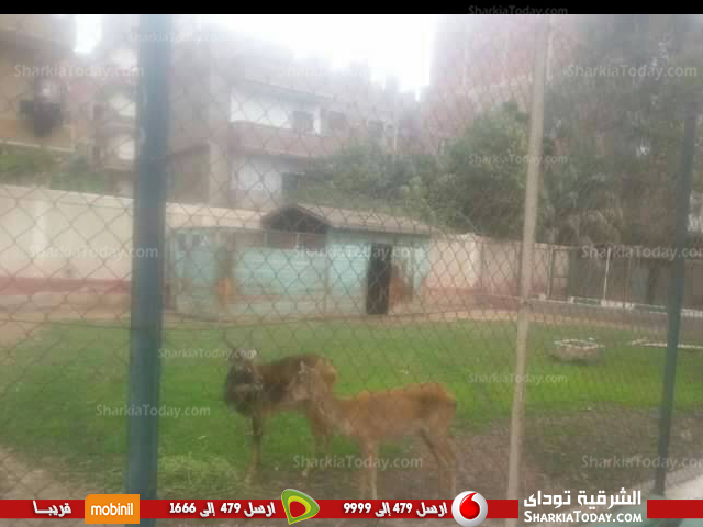 حديقة الحيوان بالزقازيق تستقبل العيد بشكل جديد 3 الحيوانات 3