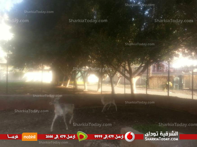 حديقة حيوان الزقازيق تفتح أبوابها مجانًا في العيد لهؤلاء 1