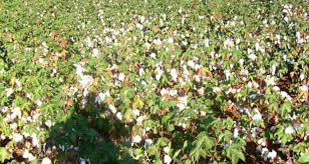 وزارة الزراعة تحدد سعر شراء محصول القطن 1 %D9%88%D8%B2%D8%A7%D8%B1%D8%A9 %D8%A7%D9%84%D8%B2%D8%B1%D8%A7%D8%B9%D8%A9 %D8%AA%D8%AD%D8%AF%D8%AF %D8%B3%D8%B9%D8%B1 %D8%B4%D8%B1%D8%A7%D8%A1 %D9%85%D8%AD%D8%B5%D9%88%D9%84 %D8%A7%D9%84%D9%82%D8%B7%D9%86