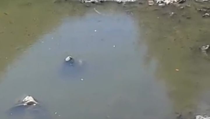 هلاك الثروة السمكية في ترعة البكارشة بصان الحجر بسبب قلة المياه 1 أهالي