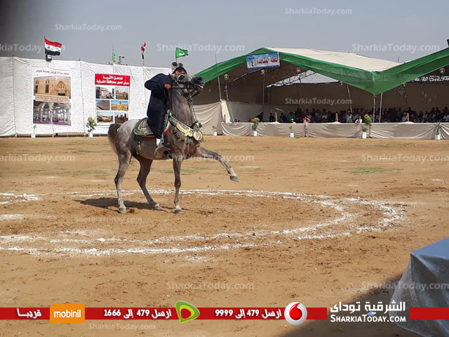 استمرار مهرجان الشرقية للخيول العربية لليوم الثاني ببلبيس 1 استمرار مهرجان الشرقية للخيول العربية لليوم الثاني ببلبيس 2